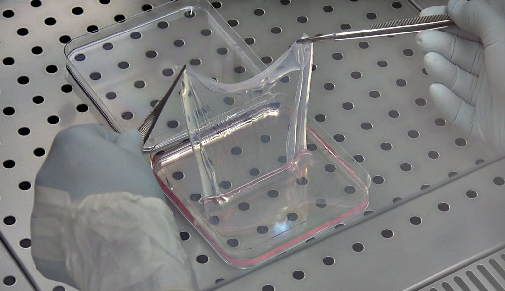 Cellule staminali